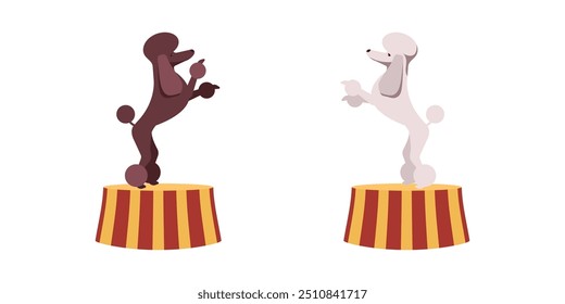 Cães de circo de pé no pedestal. Lindos poodles marrom e branco no palco em uma apresentação de carnaval. Ilustração isolada de vetor de desenhos animados.