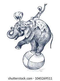 El elefante circo. Animal salvaje africano en la bola. Espectáculo en el zoológico. Dibujo grabado a mano dibujado en estilo vintage.