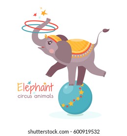 Circus elephant balances on ball and twists the hoops with its trunk. Vector illustration in cartoon style for ticket, invitation, card, flyer etc. Trained animal performs on the scene