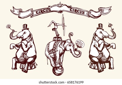 Circus elephants perform a trick. Acrobat with hoops on an elephant. Vector vintage illustration. Image in the style of engraving for a circus ticket, banner, background, poster