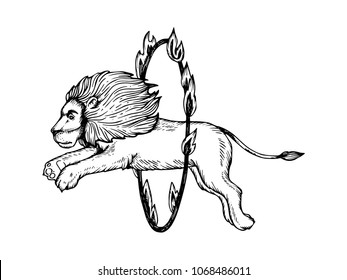Circus lion jumps into ring of fire engraving vector illustration. Scratch board style imitation. Black and white hand drawn image.