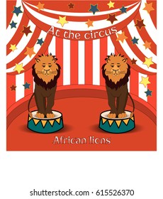 Circus lions in the Amazing Circus Show. Vector illustration.