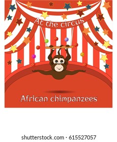Circus monkey in the Amazing Circus Show. Vector illustration.