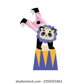 Circus Panda Animal Somersaulting on Drum Vector Illustration