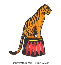 Circus tiger animal engraving vector illustration. Scratch board style imitation. Black and white hand drawn image.