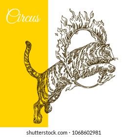 Circus tiger jumping through a ring of fire. Engraving style. Vector illustration.