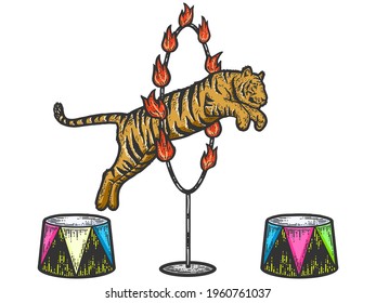 Circus, tiger jumping through a ring of fire. Sketch scratch board imitation color.