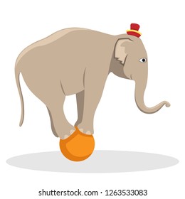 Circus trained elephant on the ball. Flat vector illustration.