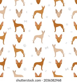 Cirneco dell Etna, Sicilian hound seamless pattern. Different poses, coat colors set.  Vector illustration