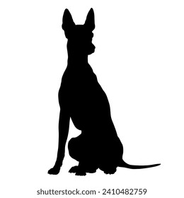 Cirneco dell'Etna Dog on the move. Dog in different poses. jumps runs. The dog is sitting. The dog is lying down playing