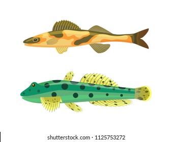 Cirrhitops fasciatus fish set with zebra dotted spots on body. Limbless vertebrate animals with dorsal fin and gills isolated on vector illustration