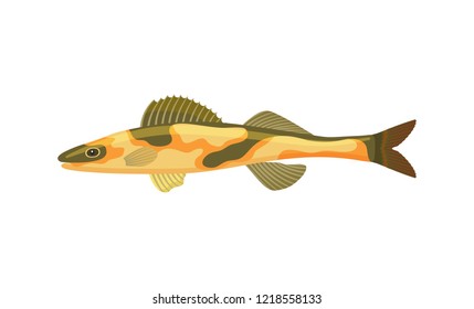 Cirrhitops fasciatus Hawaiian hawkfish with dorsal fin dark spots on body. Tropical limbless animal marine creature isolated on vector illustration