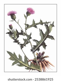 Cirsium japonicum, hand-painted floral and botanical painting, hand-painted herbal painting, natural herbs.