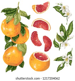 Cirtus set in vector with grapefruit plant with branch, fruits, slices and flowers