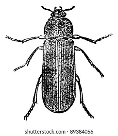 Cis Beetle, vintage engraved illustration. Cis Beetle isolated on white. Magasin Pittoresque 1875.