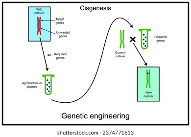 Cisgenesis genetic modification. Genetic engineering, also called genetic modification or genetic manipulation