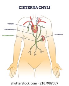 Cisterna Chyli Location And Dilated Sac Anatomy Description Outline Diagram. Labeled Educational Scheme With Thymus, Lymph Nodes And Spleen System On Human Body Vector Illustration. Medical