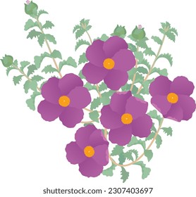 Cistus creticus called pink rock-rose. A wild medicinal plant. A vector illustration.