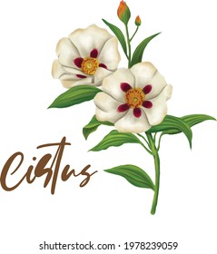 Cistus illustration water colour ingredient tea flavour essential oil