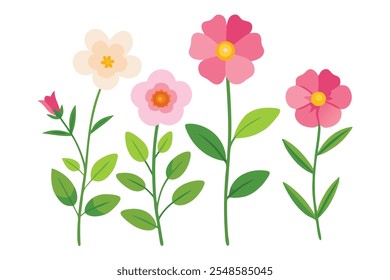 Cistus ladanifer flower plant isolated flat vector illustration on white background.
