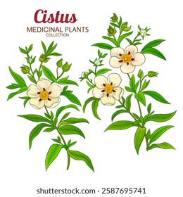 Cistus Plant Colored Detailed Illustration