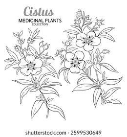 Cistus Plant with Flowers and Leaves Outline Illustration.