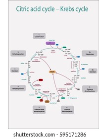 Citric Acid Cycle with colorful diagram.