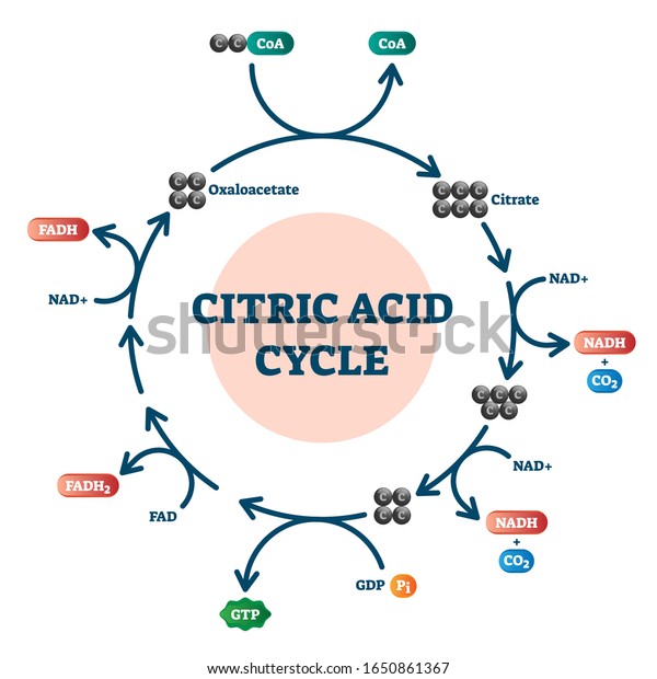Citric acid cycle diagram, vector\
illustration molecular scheme. Organic acid found in citrus fruits\
and source of the sour food taste. Biochemistry molecular system\
study guide graphical\
information.