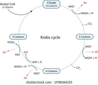 Citric Acid Cycle Krebs Cycle