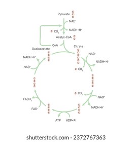 Citric Acid Cycle (Krebs Cycle) Scientific Design. Vector Illustration.