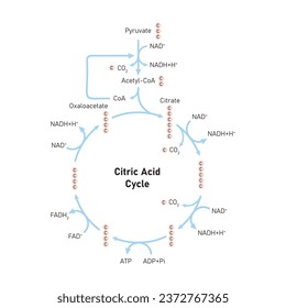 Diseño Científico del Ciclo de Ácido Cítrico (Ciclo Krebs). Ilustración vectorial.