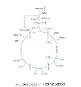 Citric Acid Cycle (Krebs Cycle) Scientific Design. Vektorgrafik.