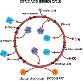 Citric acid ( Krebs) cycle and chemical reactions