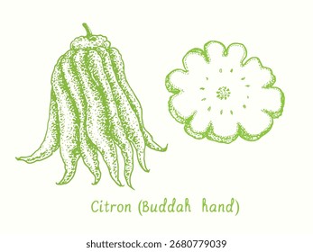 Citron (Buddah hand), citron and cut slice. Ink doodle drawing in woodcut style
