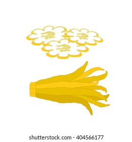 Citron, a citrus fruit "Buddha's hand" - an exotic variety. Vector illustration, isolated on white background.