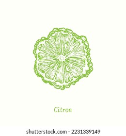 Citron cut slice fruit. Ink doodle drawing in woodcut style