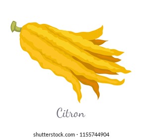 Citron exotic juicy large fragrant citrus fruit with a thick rind vector isolated. Tropical edible food, dieting vegetarian icon full of vitamins