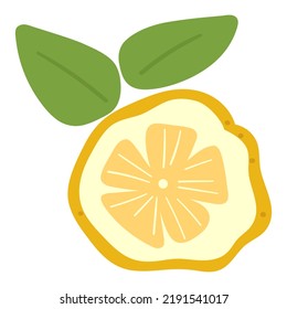 Citron. Flat vector illustration. Hand drawn graphic design on white background.