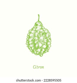 Frutos de citrón. Dibujo de garabatos de tinta al estilo de madera