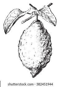 Citron, vintage engraved illustration. Dictionary of words and things - Larive and Fleury - 1895. 