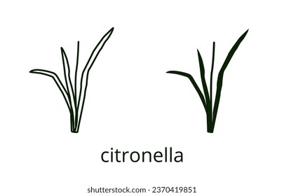 Citronella icon, line editable stroke and silhouette