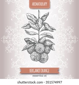 Citrus bergamia aka bergamot orange sketch on elegant lace background. Aromatherapy series. Great for traditional medicine, perfume design, cooking or gardening. 