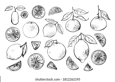 Citrus. Black line drawn on a white background. Color vector drawing of fruits. Tangerine, lemon, orange, lime, kumquat