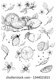 Citrus blossoms and lemon fruits. Sketch style illustration