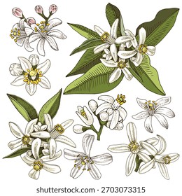 Zitruszweige Blüte Vektorsatz