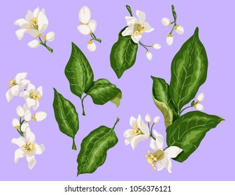 Citrus branches set with flowers and leaves. Flowers of orange, lime, lemon and others. Blossom of spring spanish wedding mood