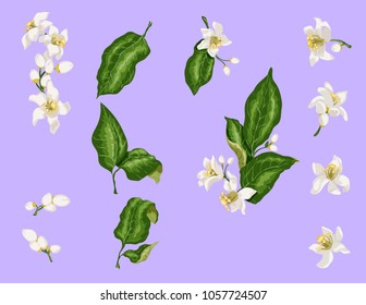 Citrus branches set with flowers and leaves. Flowers of orange, lime, lemon and mandarine. Blossom of spring spanish wedding mood