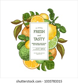 Citrus collection design template. Engraved style illustration. Bergamot, clementine, tangerine, lemon. Vector illustration