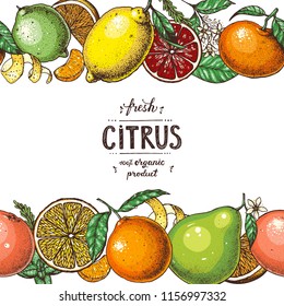 Citrus  collection. Hand drawn vector illustration. Organic food frame, citrus design template. Colored illustration. Vintage citrus set.