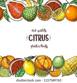 Citrus collection. Hand drawn vector illustration. Organic food frame, citrus design template. Colored illustration. Vintage citrus set.